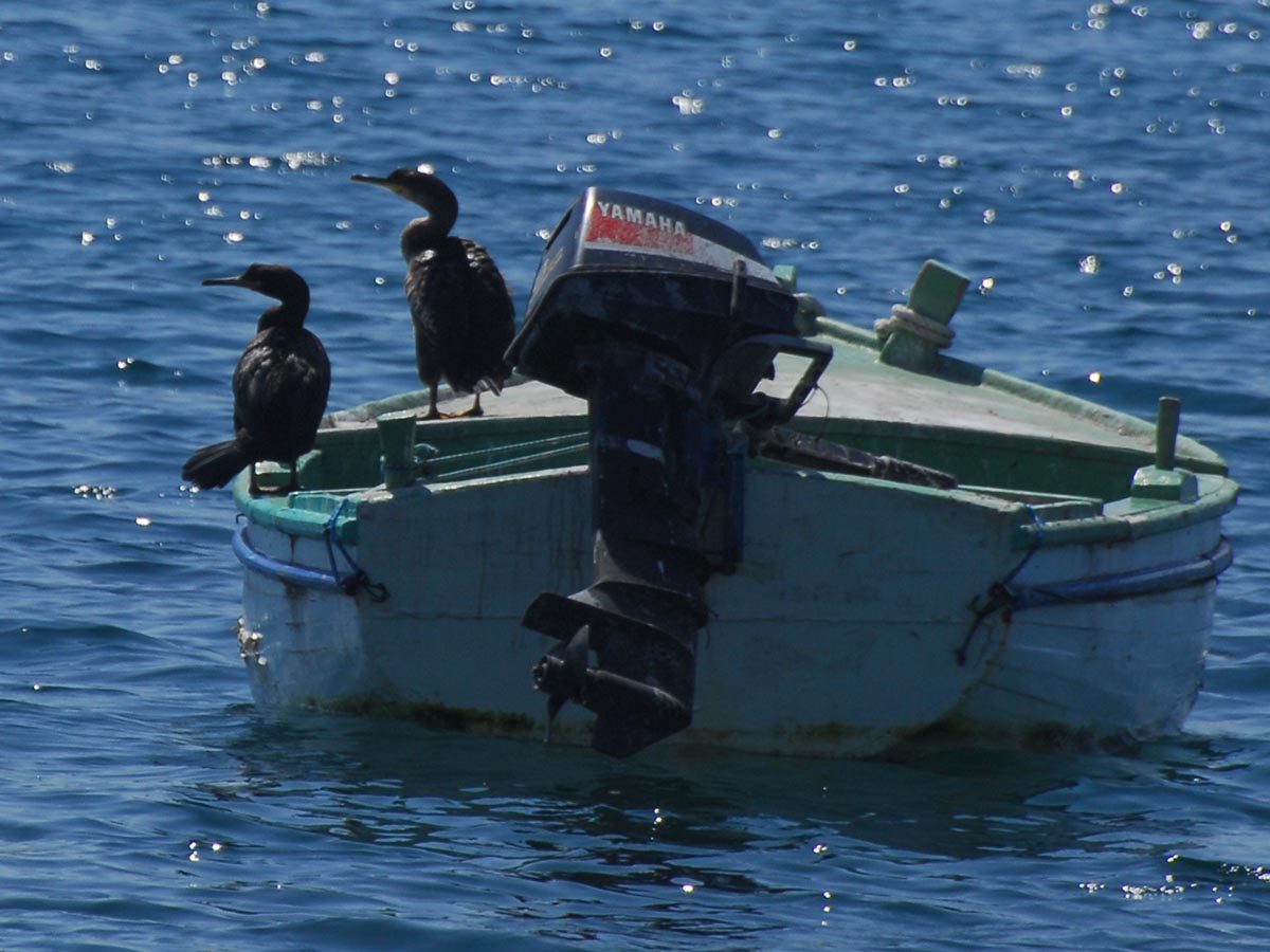 auf einem Boot